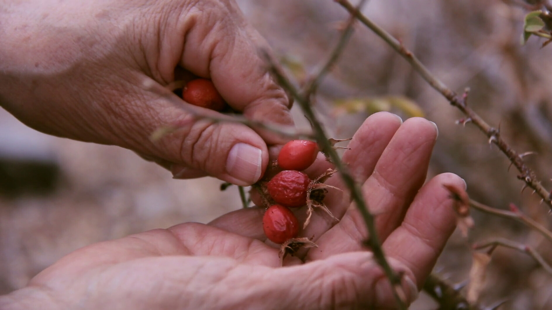 Cecilia Vicuña, Semiya (Seed Song), 2015, color, sound, HD video, 07'43'', Courtesy Electronic Arts Intermix (EAI), New York..jpg