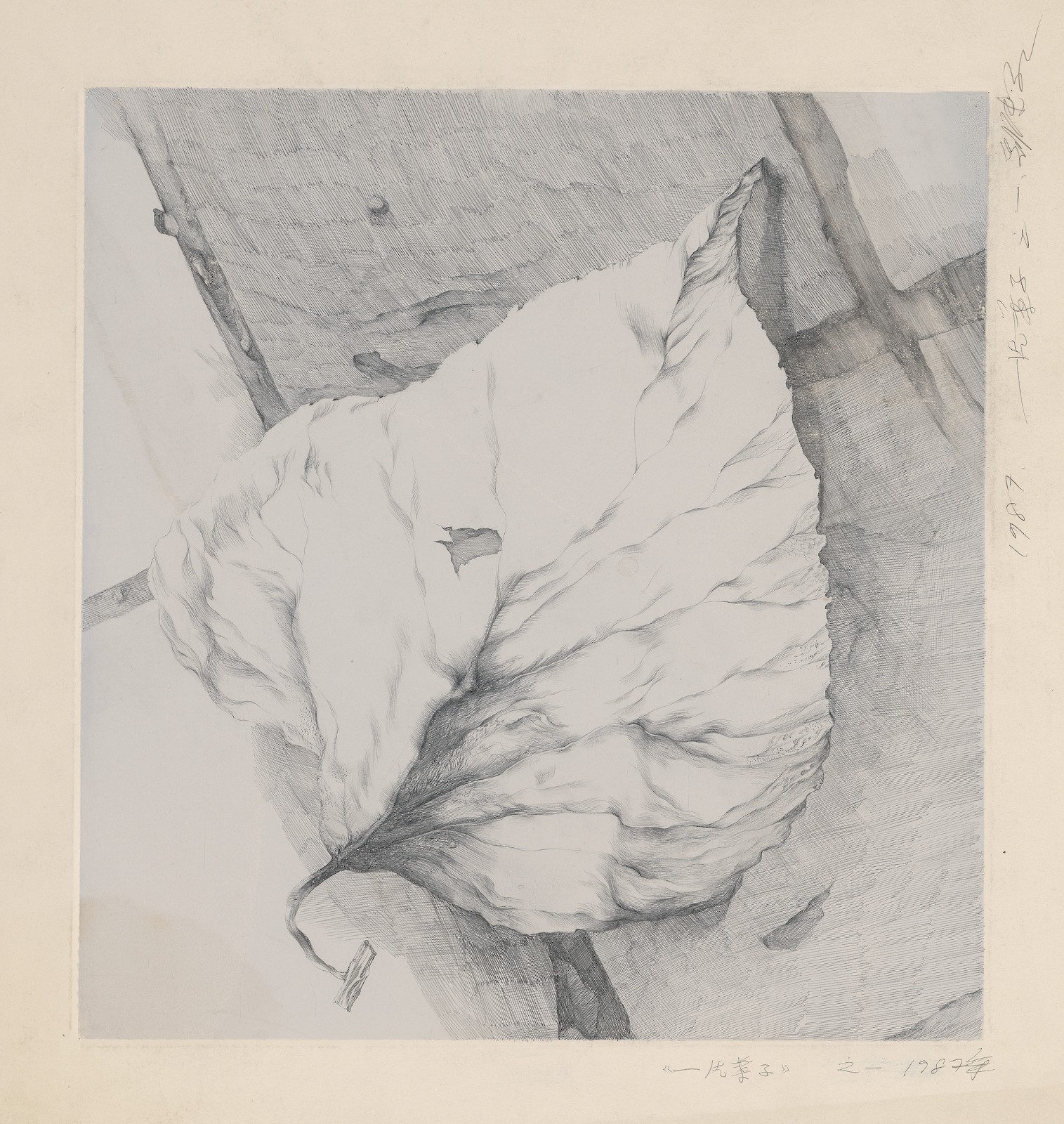 《一片叶子-1》，纸本铅笔，40 × 40 cm，1987.jpg