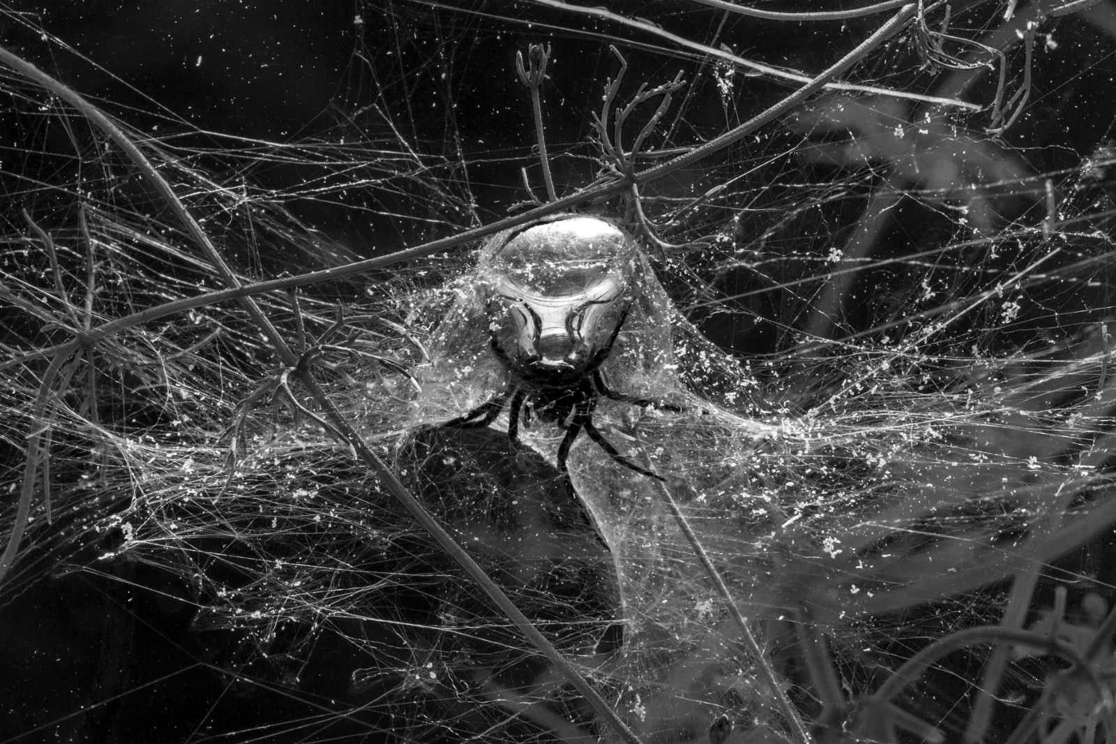 00_spiders_underwater_00323_53539813702_o.jpg