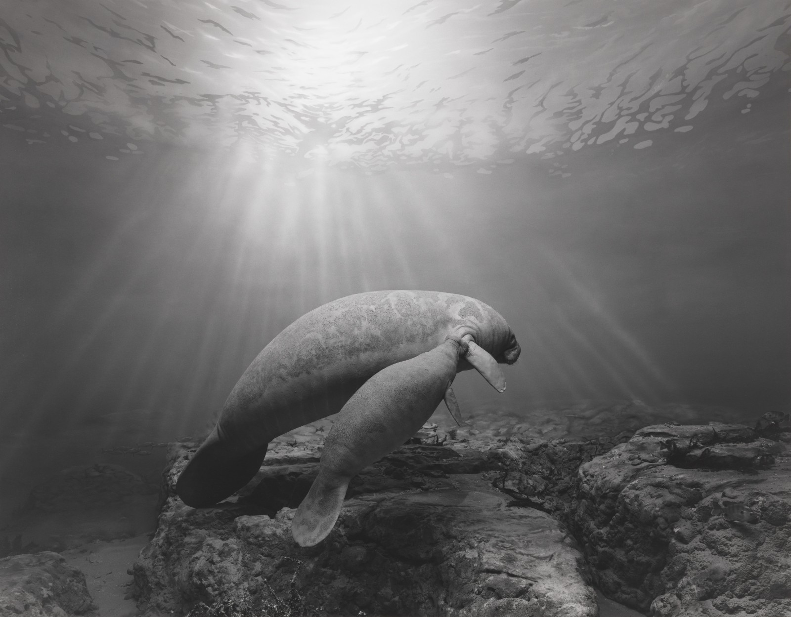 11杉本博司，《海牛》，1994，明胶银盐相纸，119.4 ×149.2 cm。© Hiroshi Sugimoto，图片由艺术家提供。.jpeg