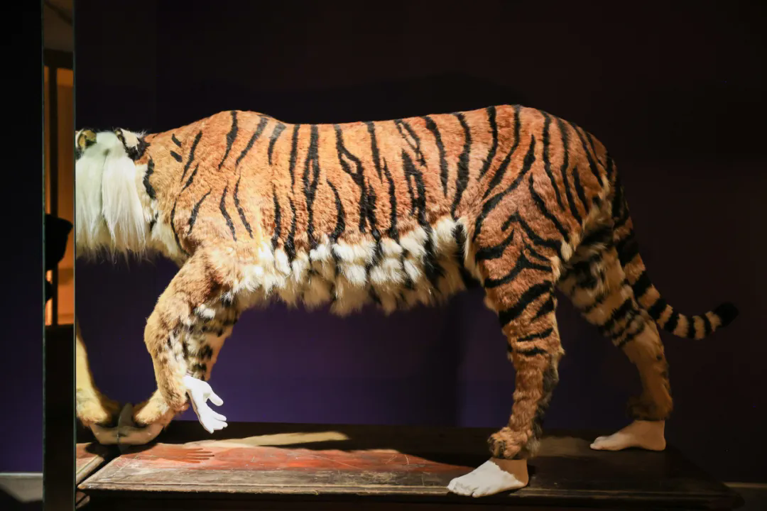 Wu Jian'an, Tiger in Negative Space, Foaming agent, artificial fur, cotton cloth, wooden cabinet, 100 × 180 × 50 cm, 62 × 167 × 60 cm (wooden cabinet), 2022.png