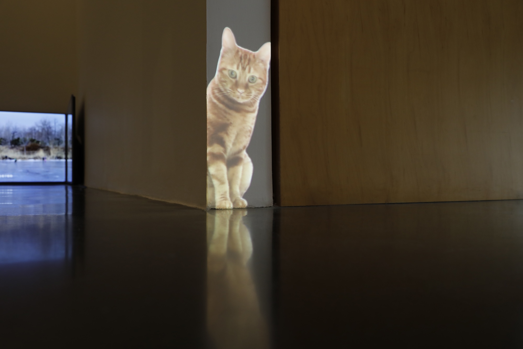 24 Visitors may inadvertently discover a cat image through projection devices.jpg